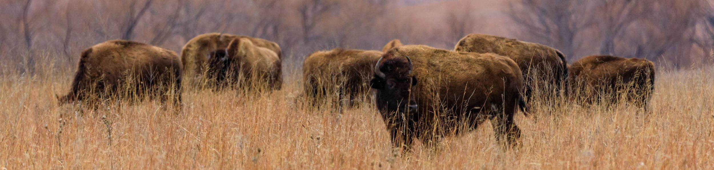 Why-the-Buffalo 2